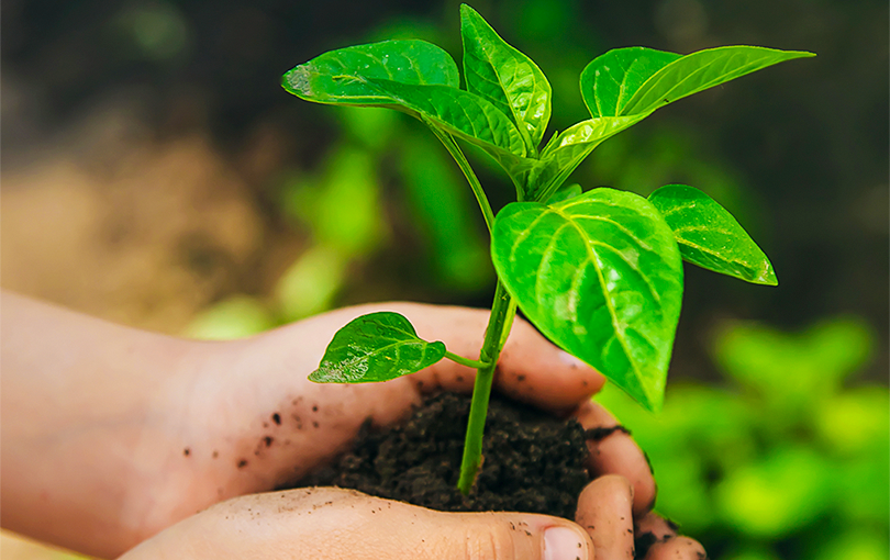 Conheça as principais reflexões nesse dia do meio ambiente
