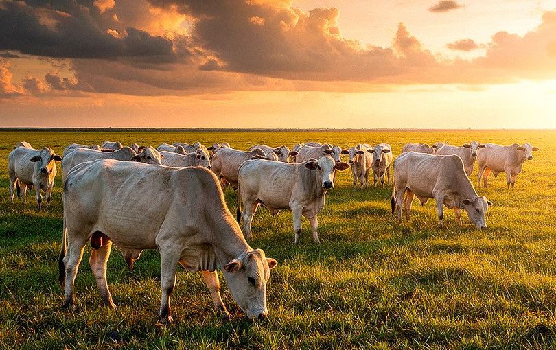 de efeito estufa - GLP para propriedades rurais: como ele reduz a emiss&atilde;o de gases de efeito estufa?